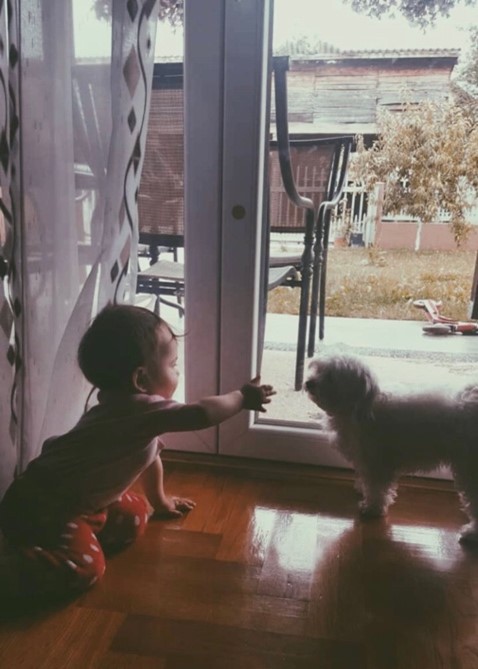 child and dog become friends
