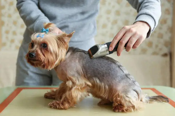 Cutting dogs hair