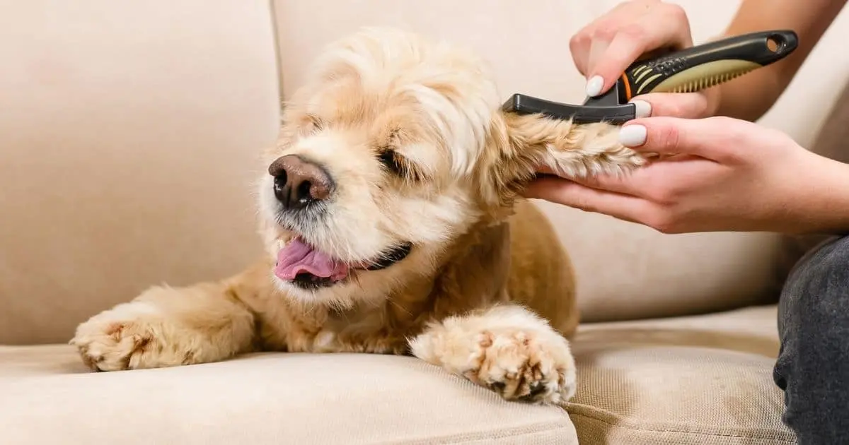Clipping a dog's hair