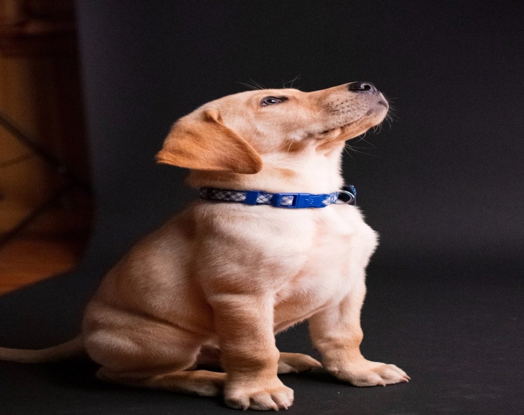 Labrador with Dog Collar