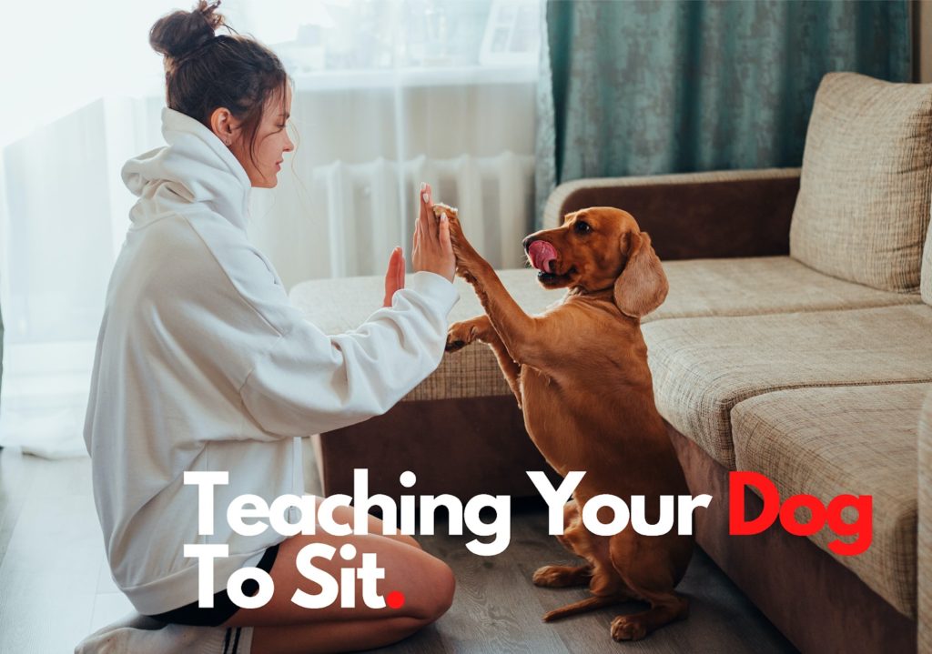 teaching dog to sit