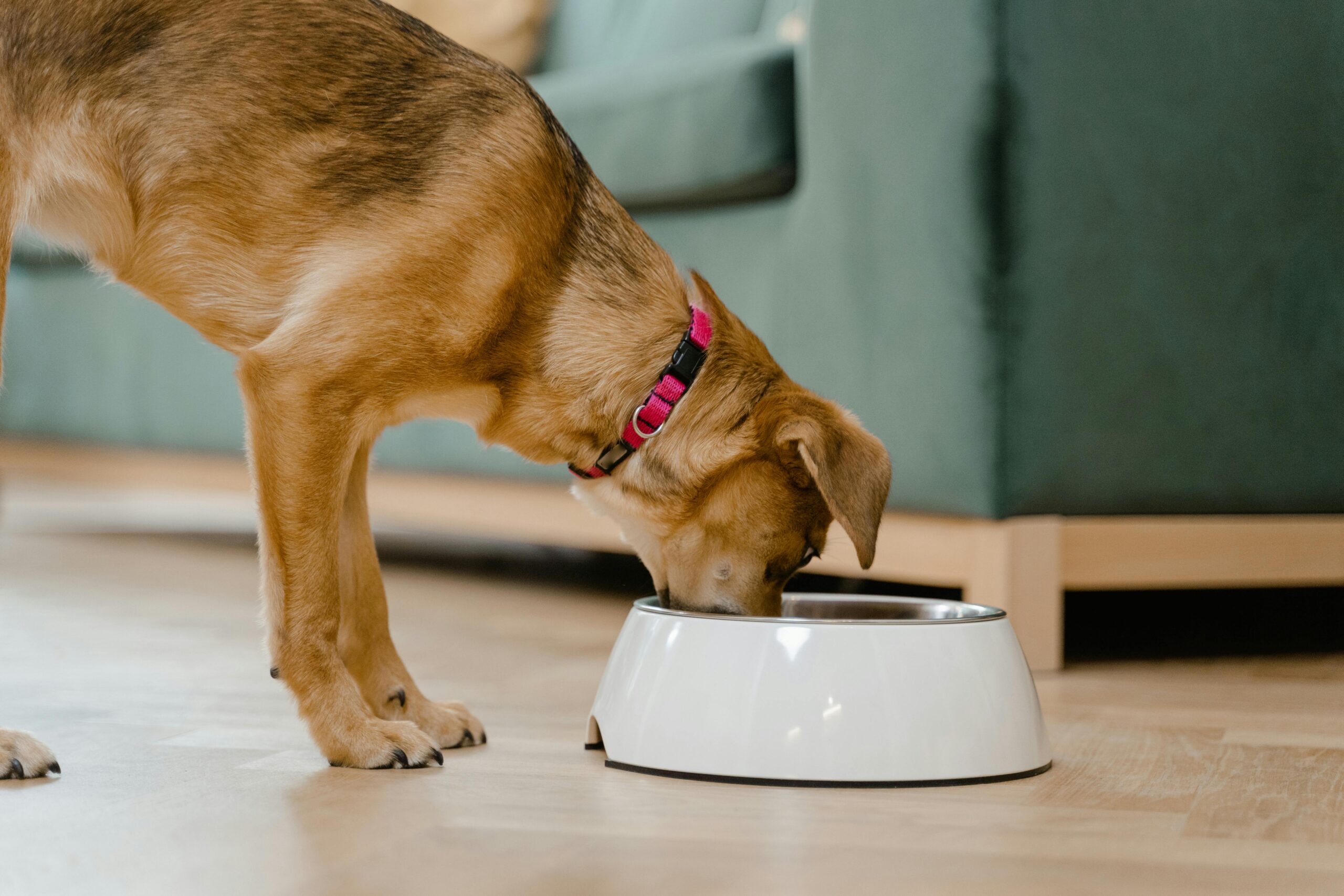 how much to feed a dog (dog feeding guide)
