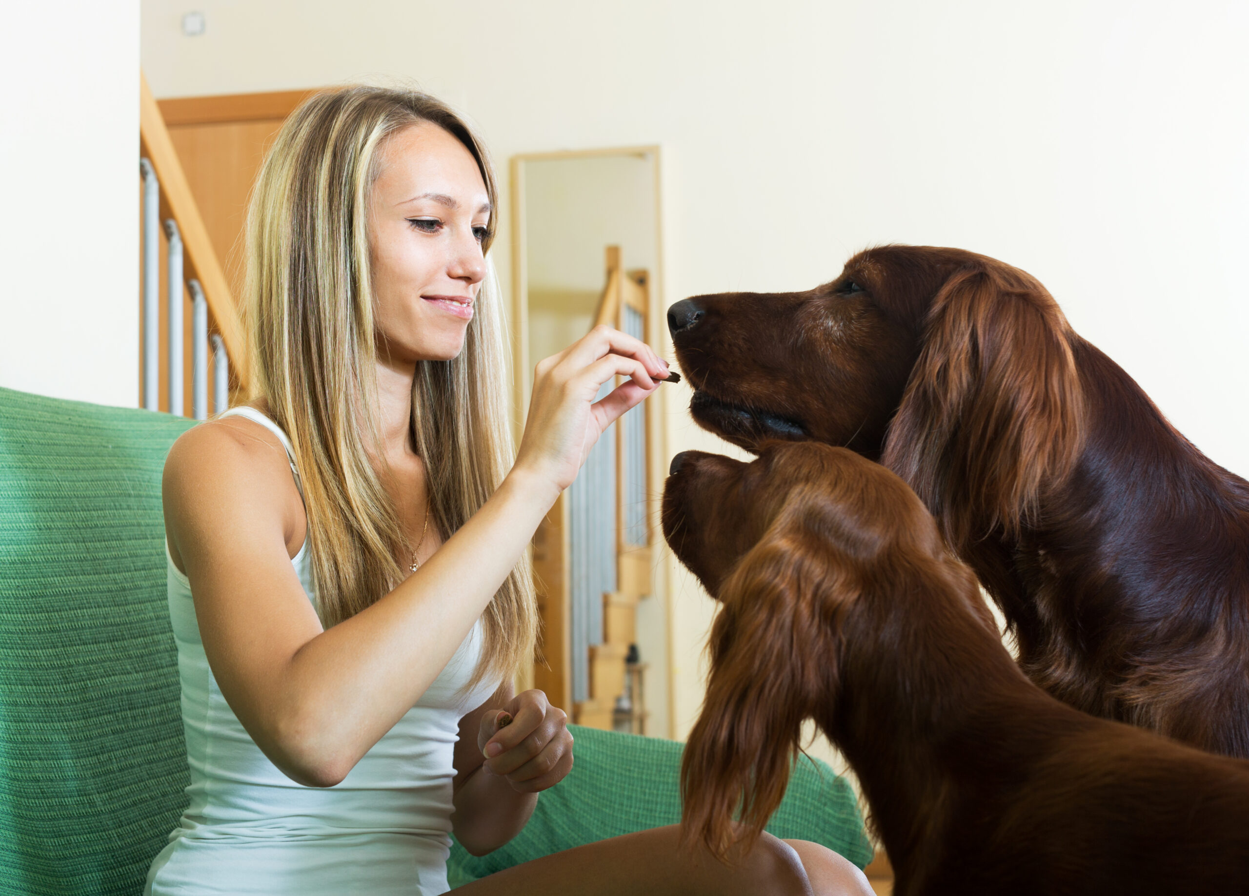  woman-sitting-with-two-irish-setters