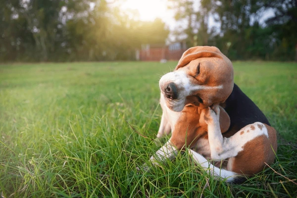 Beagle scratching body in the grass as a result of flea or tick and must be prevented