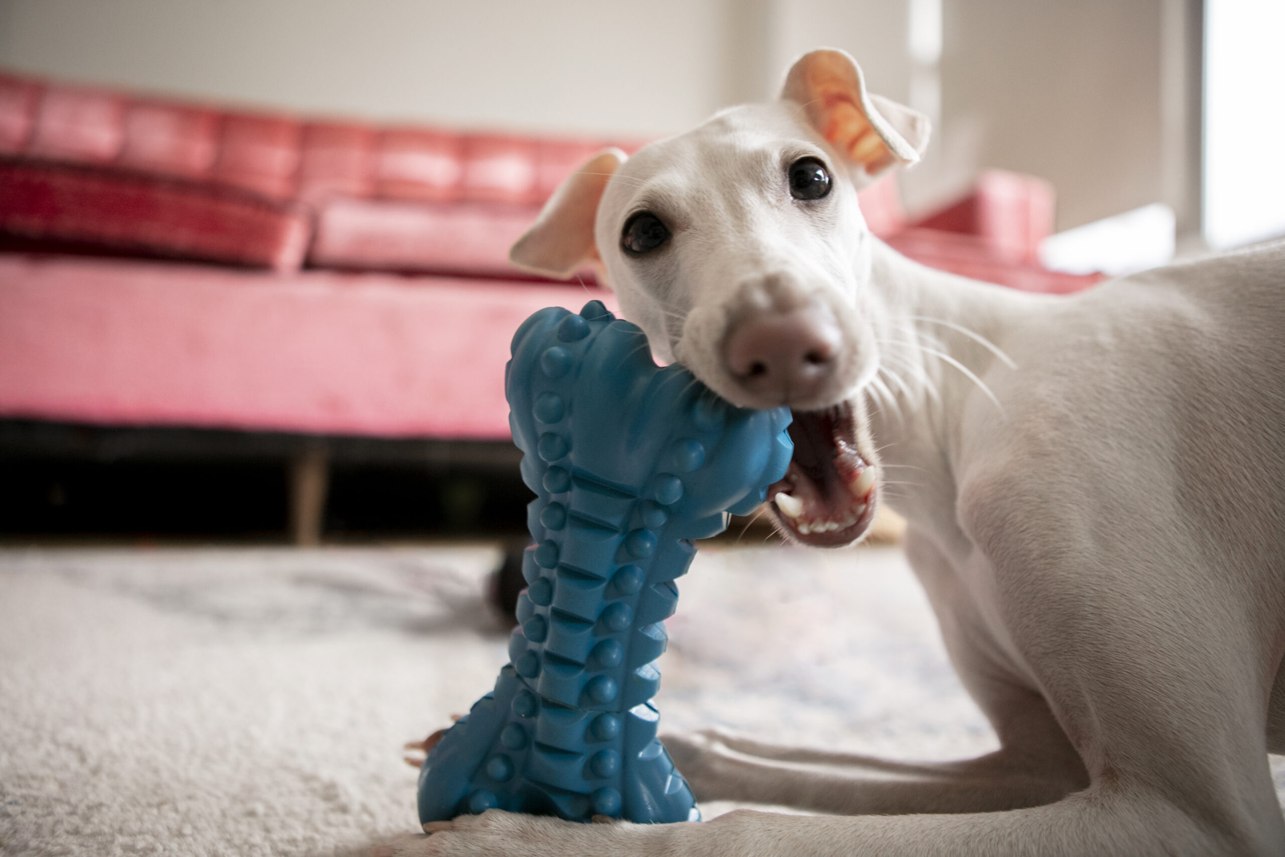 dog chewing blue bone toy indoor