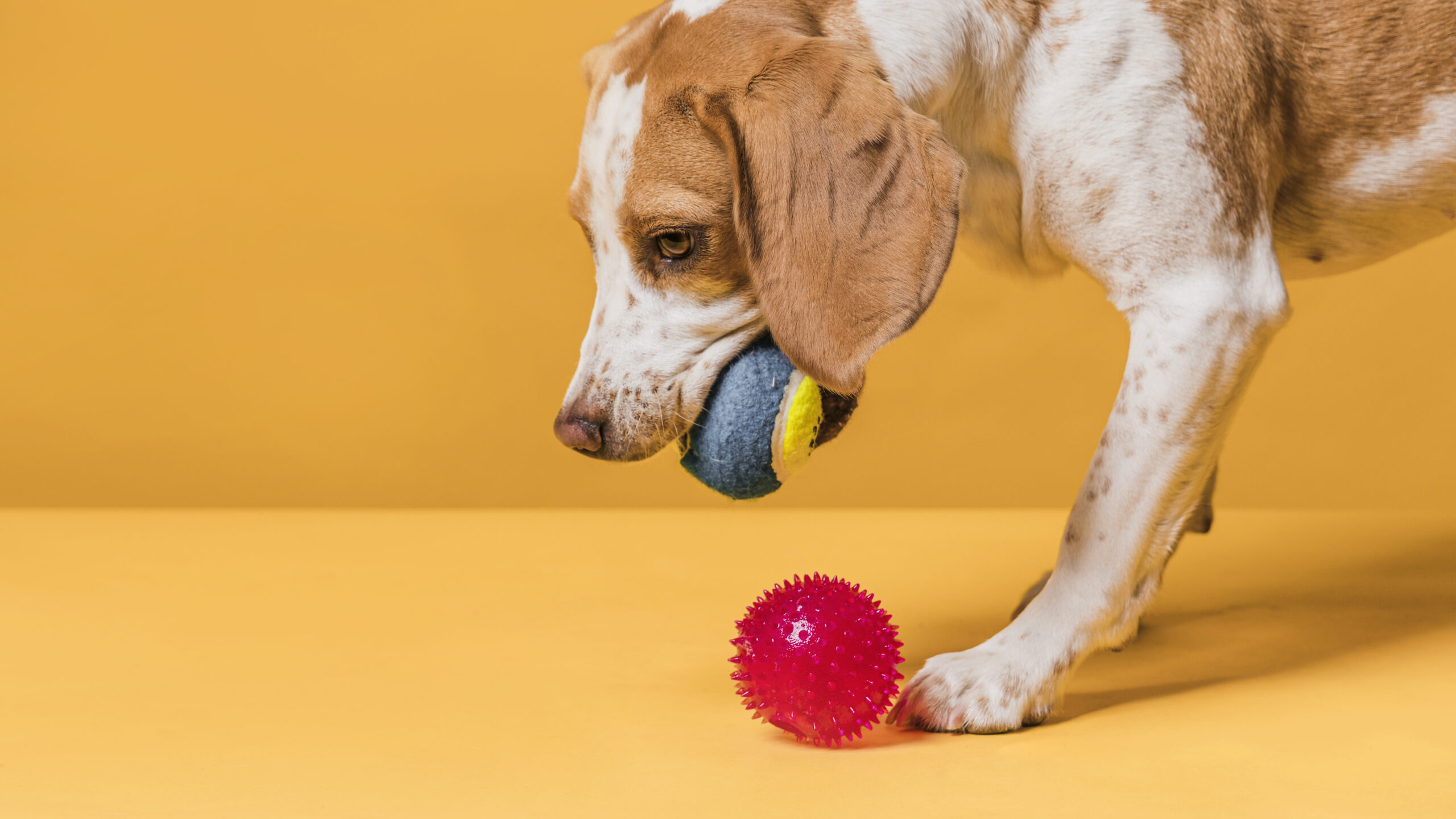 beagle playing with balls on yellow background