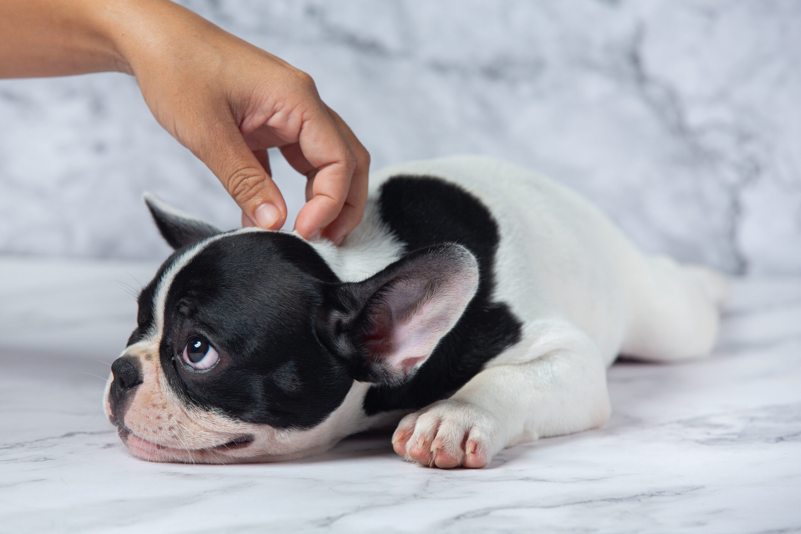French Bulldog lying down during flea check