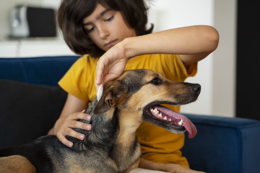 Child using cotton pad to clean dog’s ear for flea and tick prevention