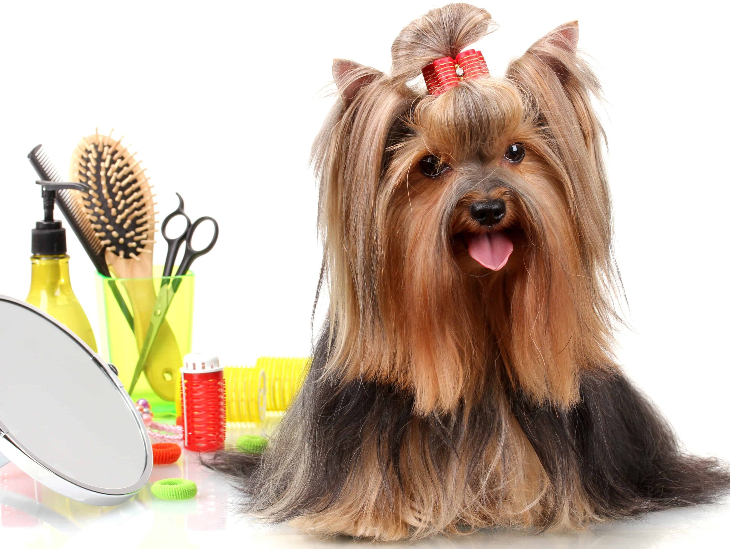 owner-gently-grooming-and-handling-a-dog-to-build-trust-and-comfort