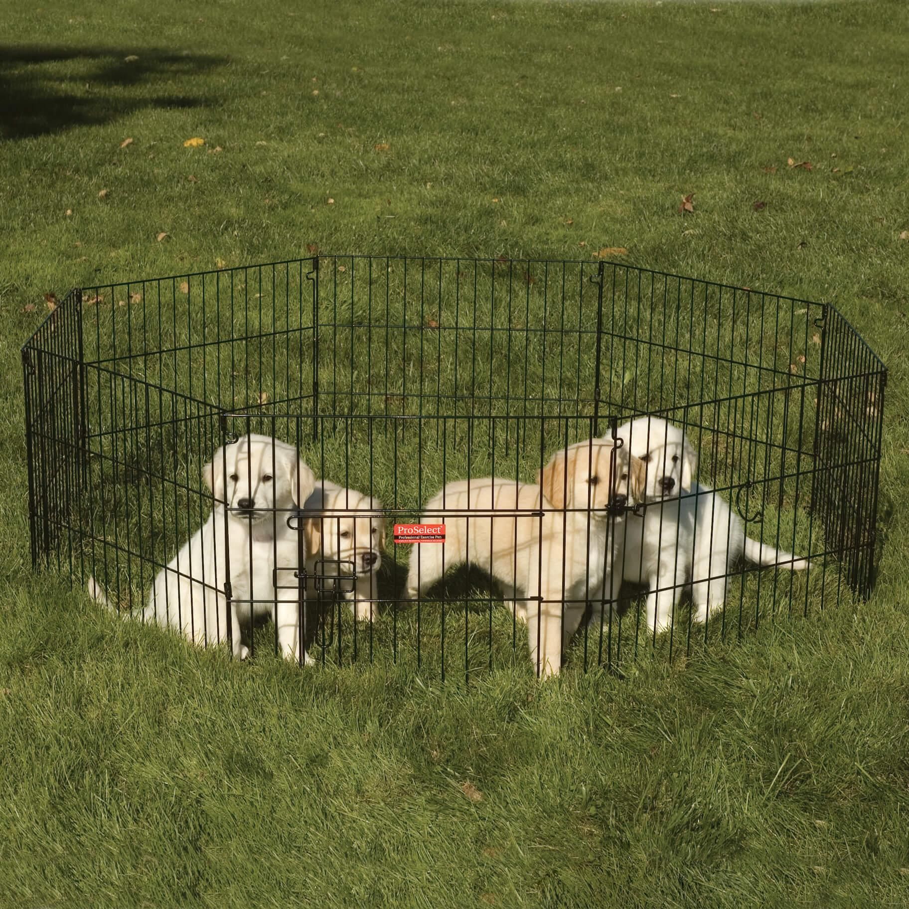 puppies-socializing-and-playing-together-during-a-supervised-puppy-playdate
