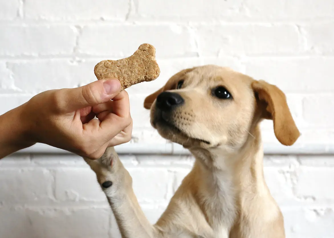 puppy-rewarded-with-training-treat-for-obeying-stay-command-pupzcorner-puppy-training-treats