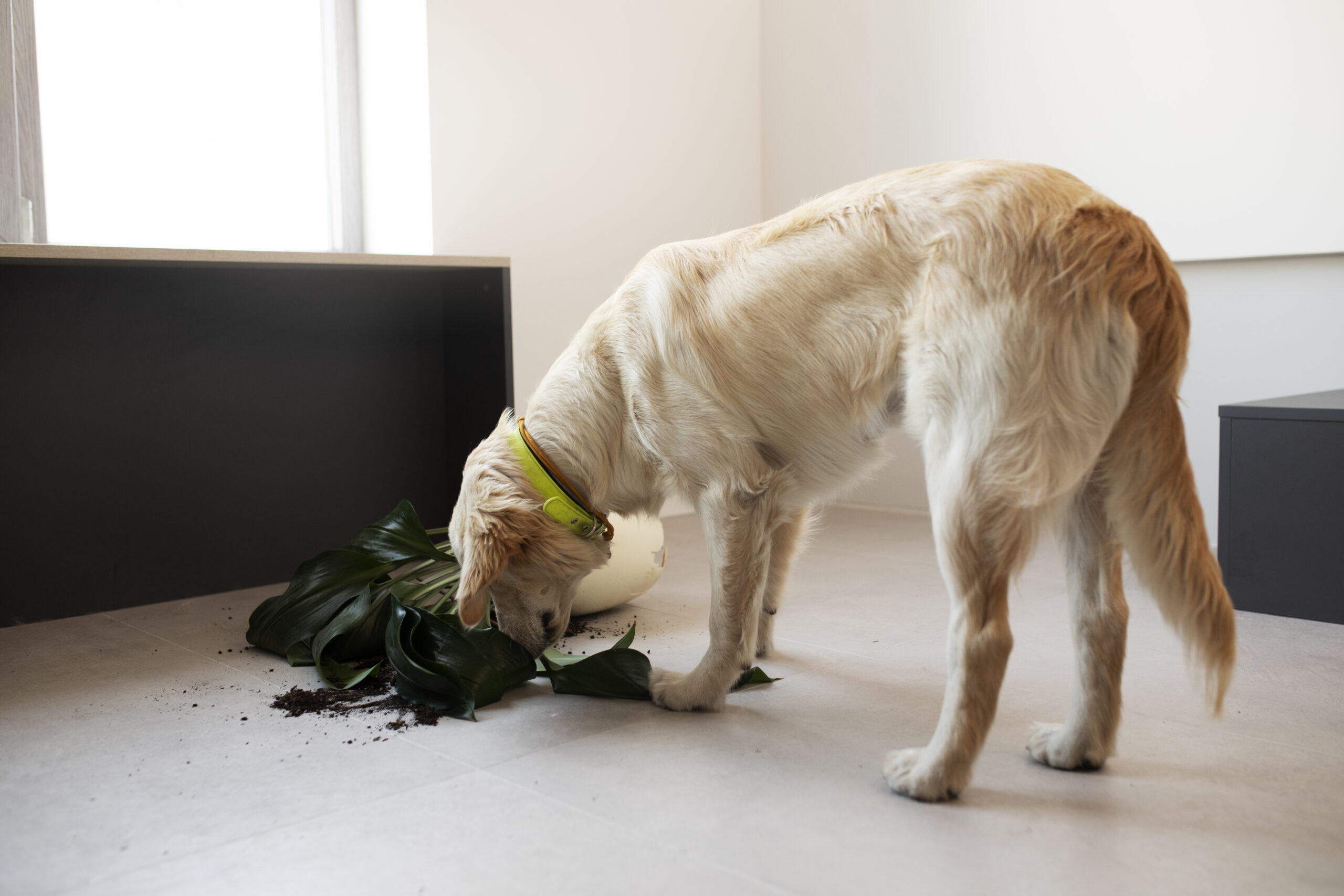 Dog sniffing fallen plant indoors