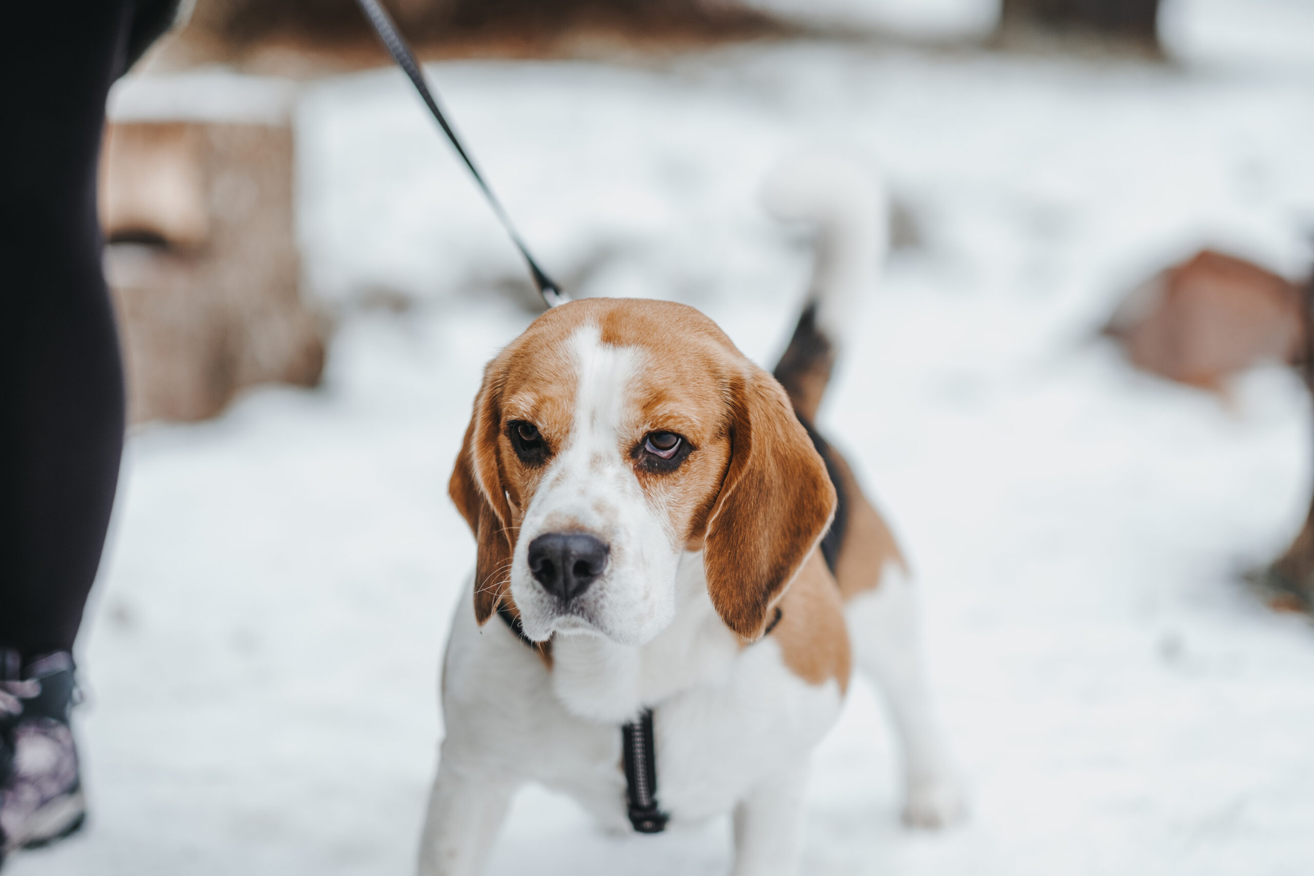 A beautiful Beagle dog walking in the winter forest in the daytime