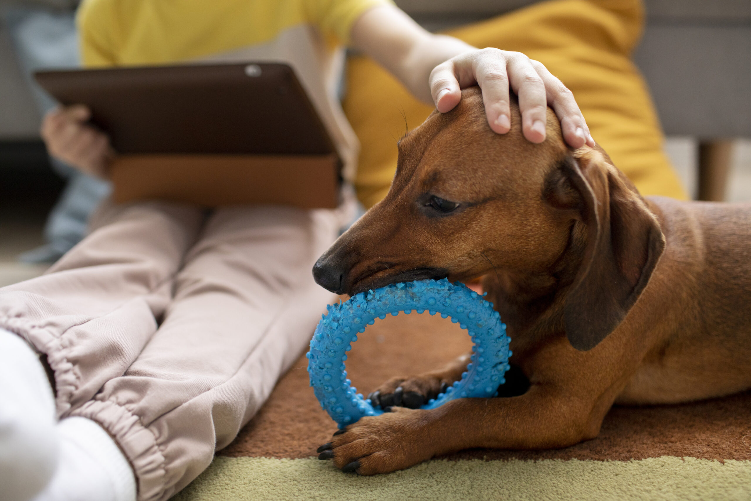 close-up-beautiful-dachshund-playing-with-kid