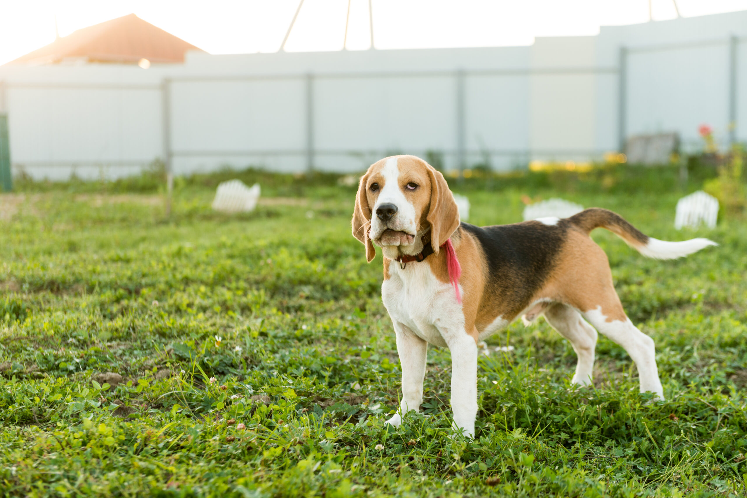 Portrait of cute beagle dog on green grass in the backyard