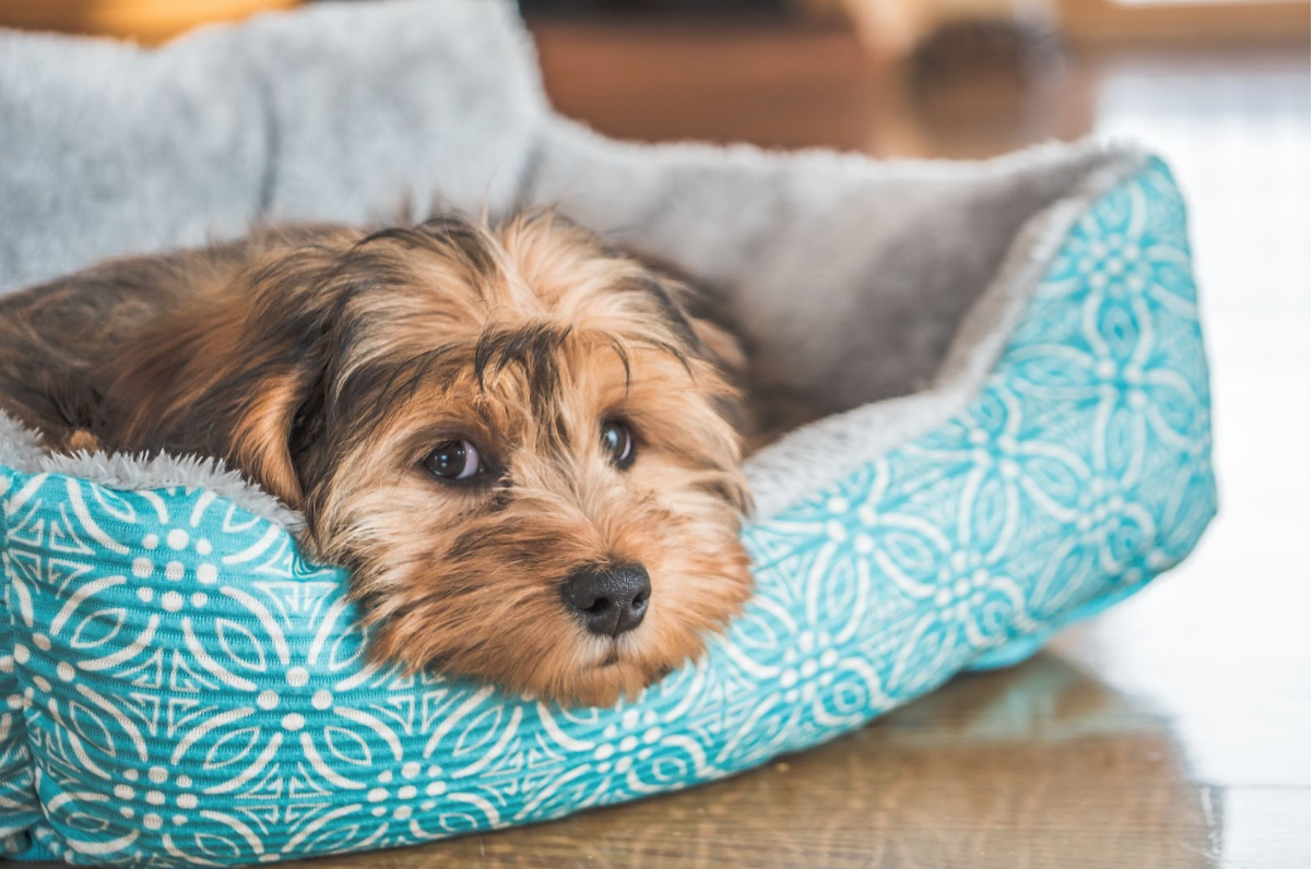 Adorable puppy resting in a cozy turquoise bed, enjoying comfort and security at home.