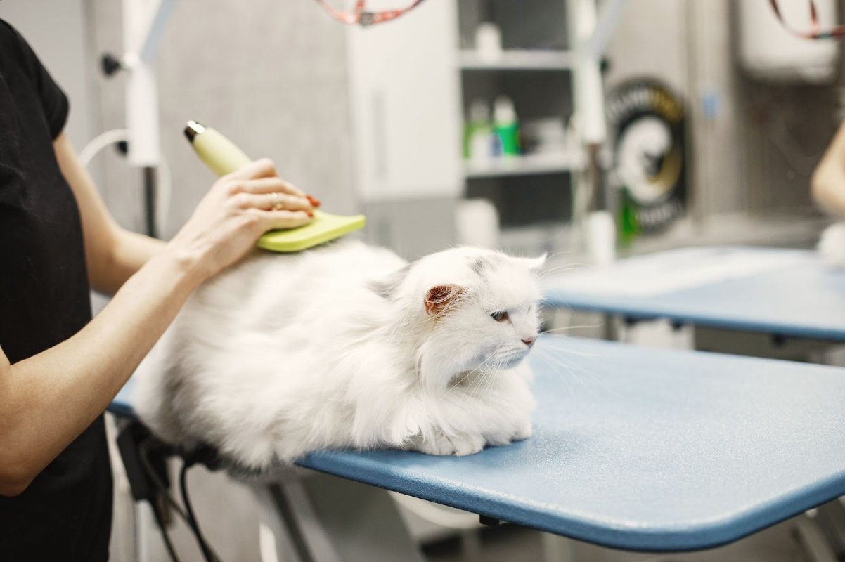 Treat your pets to professional grooming – PupzCorner highlights a fluffy white cat being brushed for a clean, healthy coat.