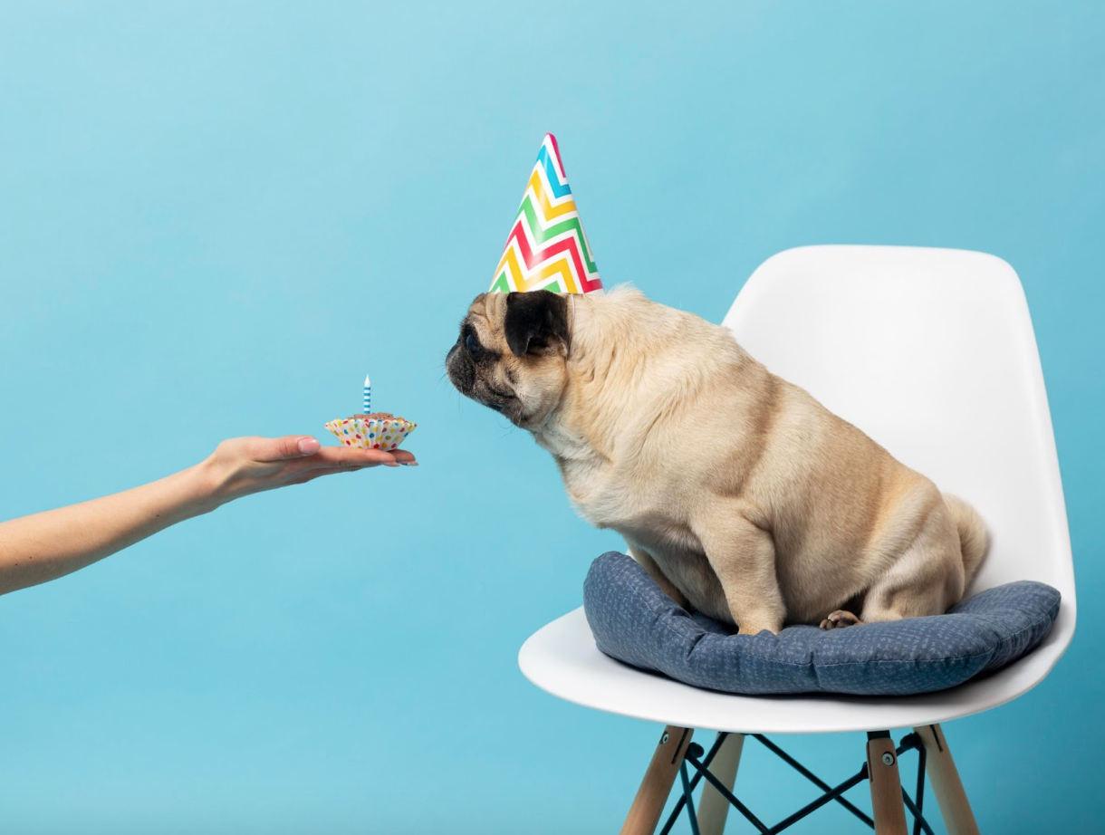 Celebrate and treat your pets with PupzCorner – a cute pug wearing a party hat enjoying a special birthday cupcake.