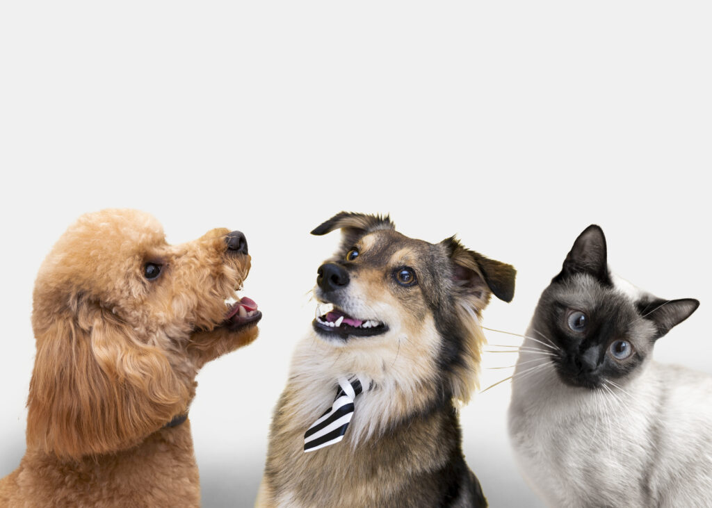 Treat your pet with love – PupzCorner shows a happy poodle, stylish dog in a tie, and a curious Siamese cat enjoying their time together.