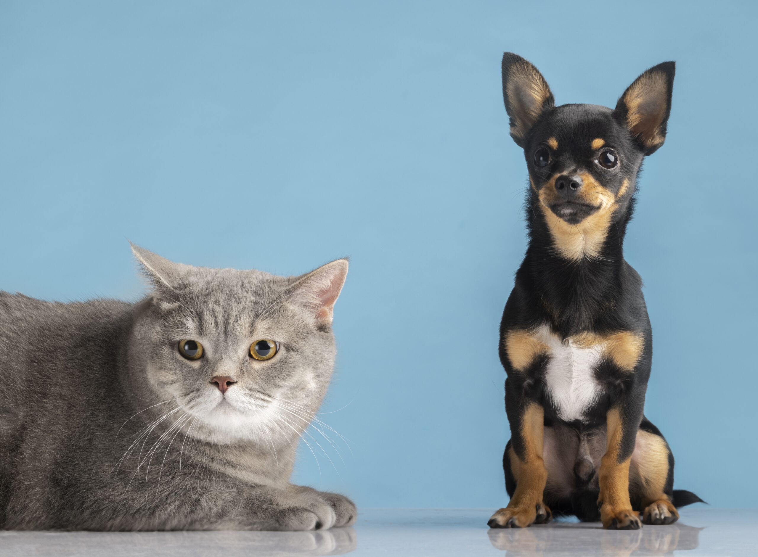 Treat your pet right with PupzCorner – adorable gray cat relaxing beside a small Chihuahua against a bright blue backdrop.