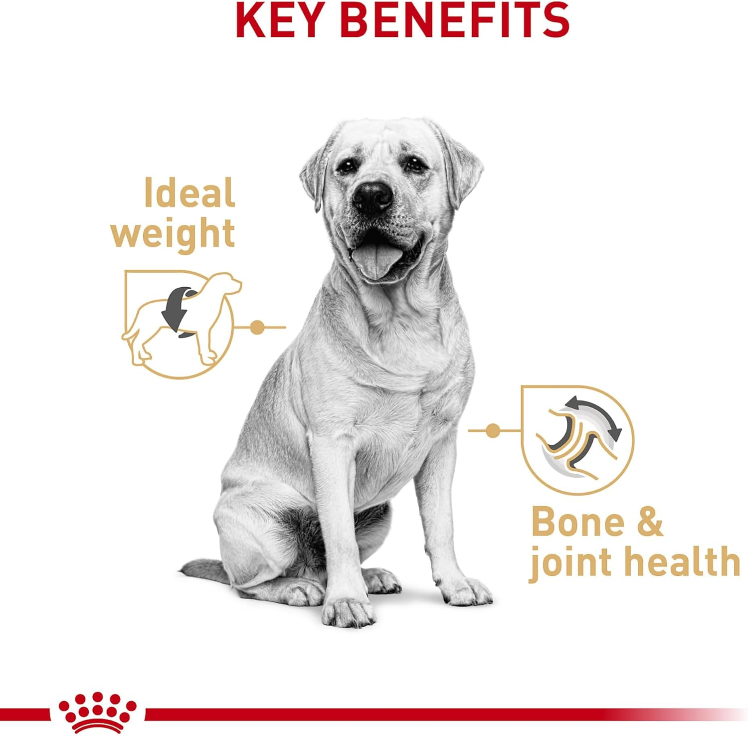 Breed Health Nutrition Labrador Retriever Adult Loaf in Sauce Dog Food, 13.5 Oz (Pack of 12) - Image 2