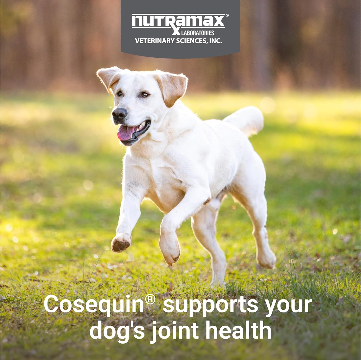 Cosequin for Dogs Joint Health Supplement, Contains Glucosamine for Dogs, plus Chondroitin and MSM, Supports Healthy Joints, for All Breeds and Sizes, Chewable Tablets, 132 Count - Image 3