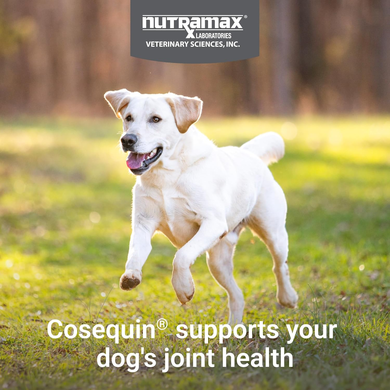 Nutramax Cosequin for Dogs Joint Health Supplement, Contains Glucosamine for Dogs, plus Chondroitin, MSM and HA, Supports Healthy Joints, Chewable Tablets, 75 Count - Image 3