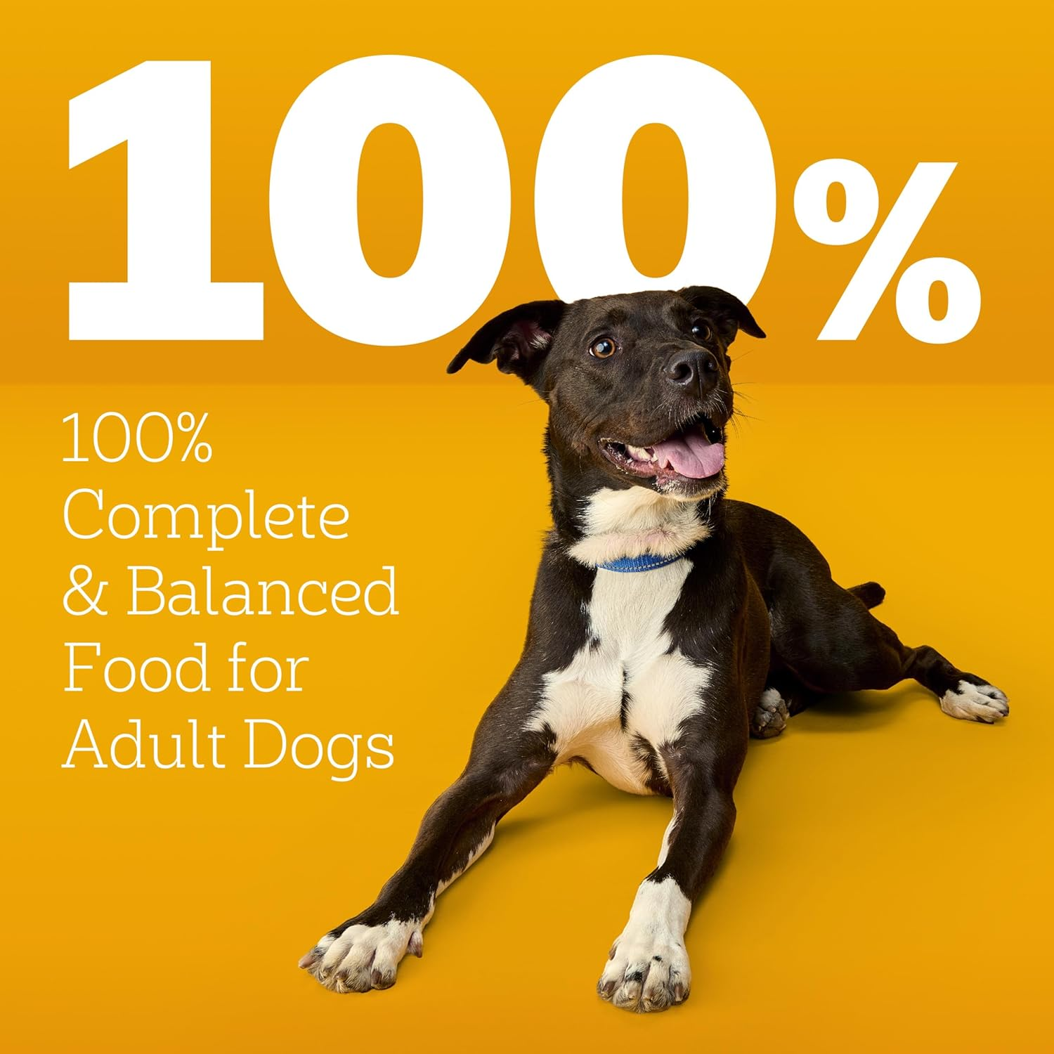 High Protein Adult Dry Dog Food, Beef and Lamb Flavor, 18 Lb. Bag - Image 12