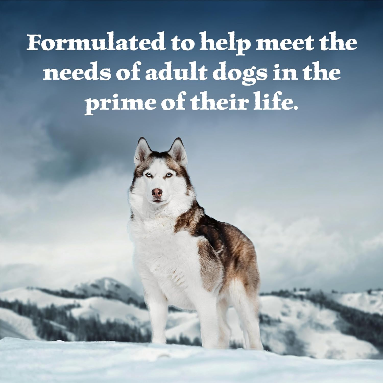 Wilderness High Protein Beef and Chicken & Salmon and Chicken Wet Dog Food Variety Pack for Adult Dogs, Grain-Free, 12.5 Oz Cans (6 Pack) - Image 4