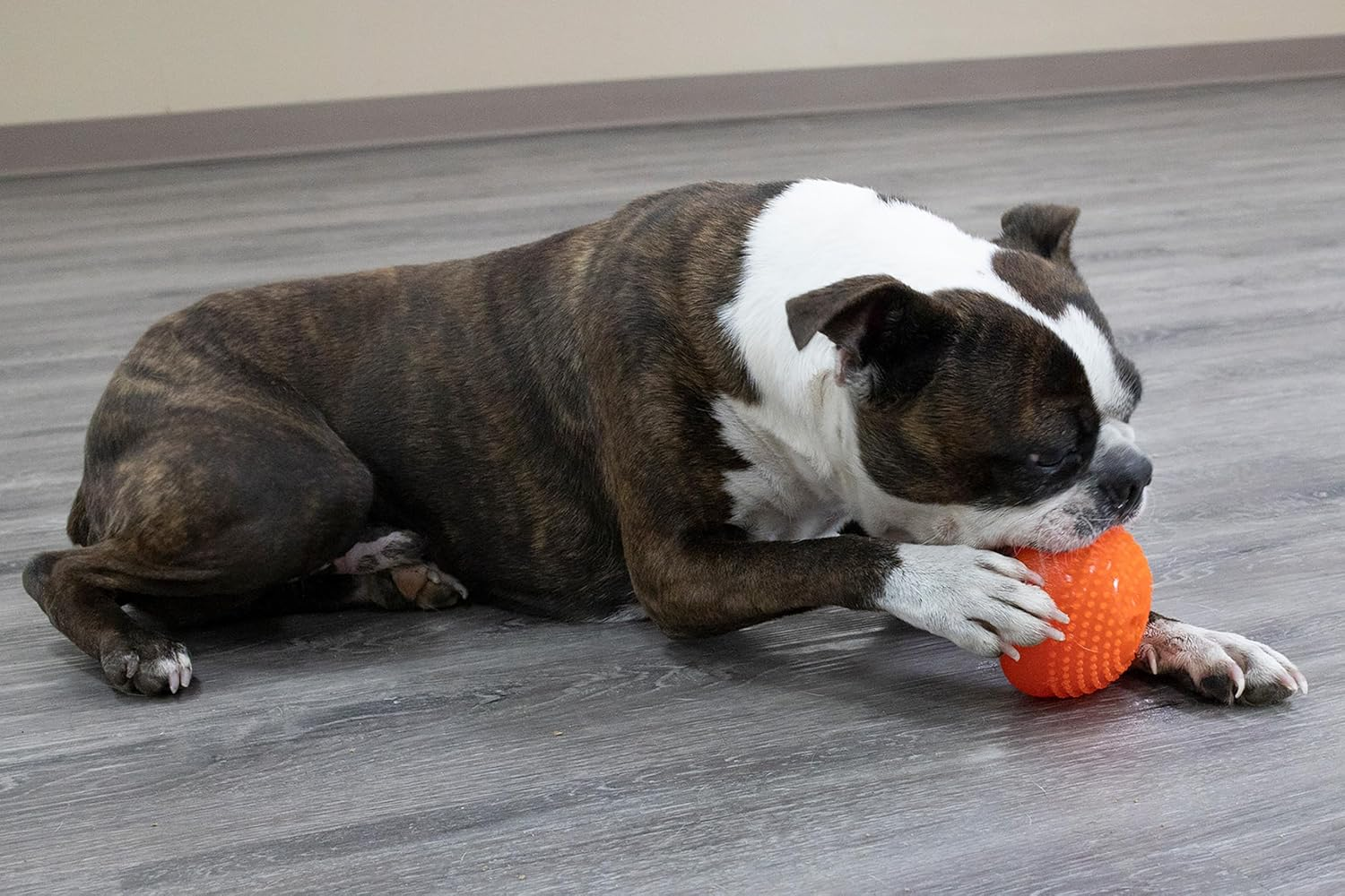 Everlasting Treat Bento Ball Tough Dog Chew Toy Medium - Image 9