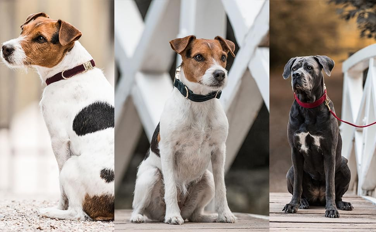 Soft Dog Collar with Metal Buckle Adjustable Durable Comfort Cotton Corduroy Collars for Medium Dogs Velvet Dog Collars, Black - Image 5