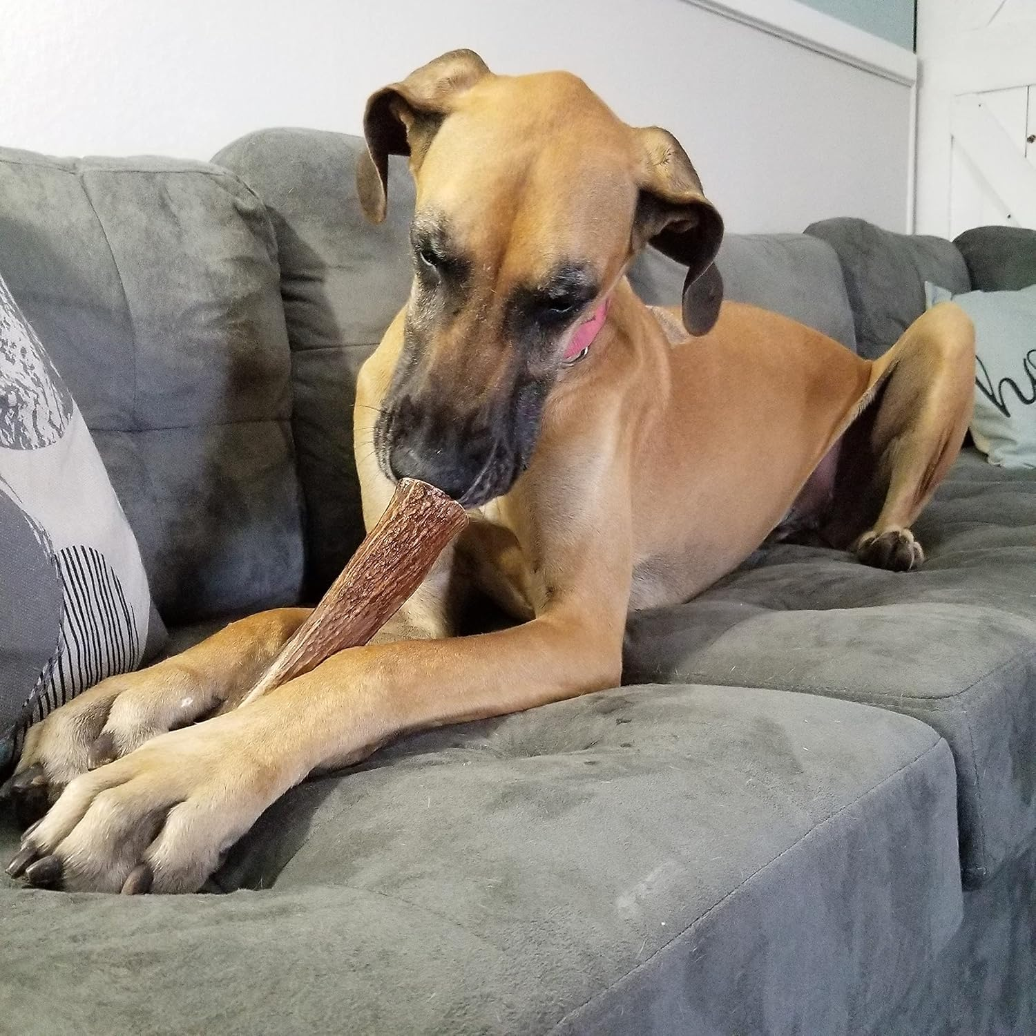 – X Large Split Single Pack (For 50+ Lb Dogs) Premium Grade Elk Antler for Dogs (1 Piece) Sourced in the USA - Image 5