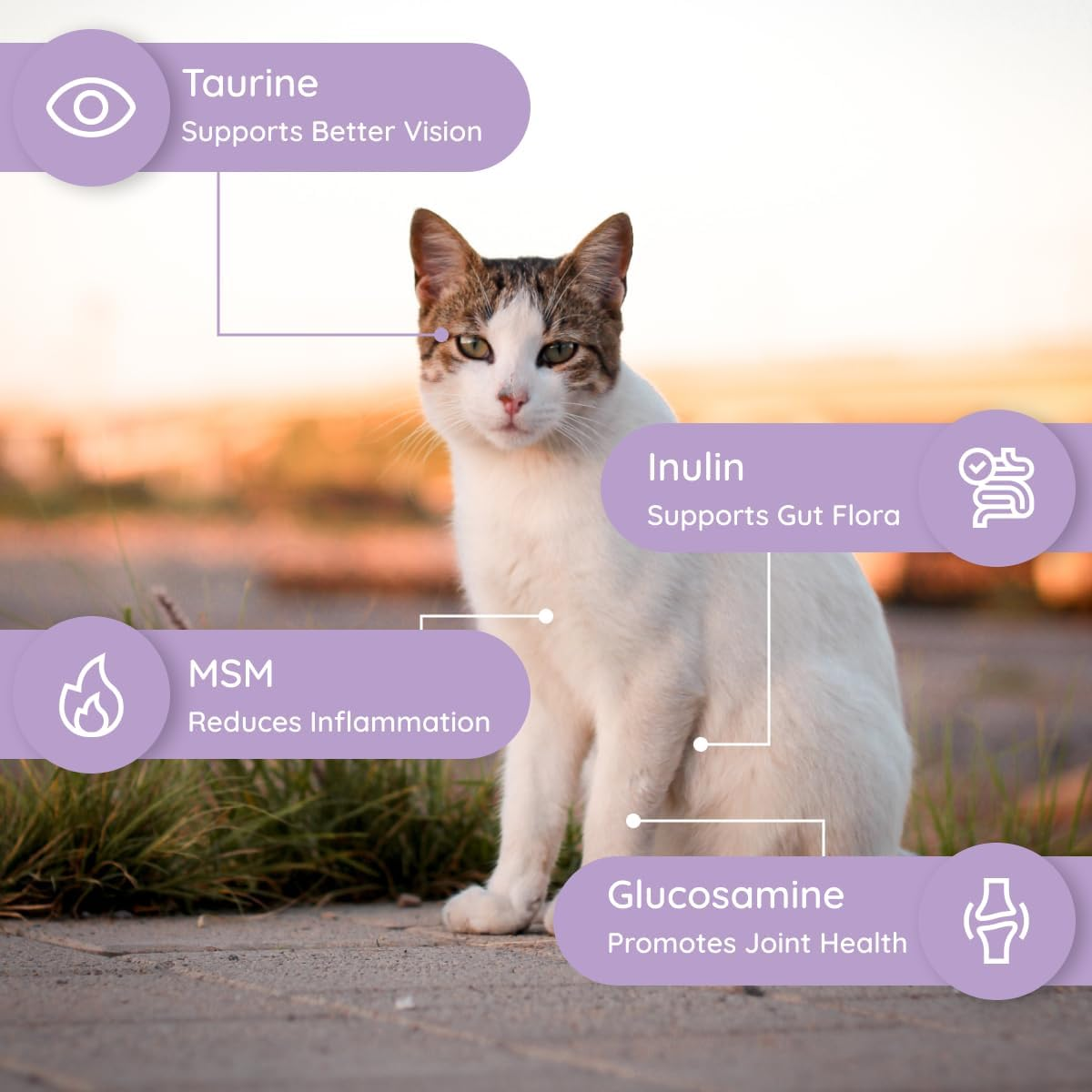 Cat Hydration Electrolyte and Cat Joint Supplement | Hydration Support for Cats W/Glucosamine, Chondroitin, L-Glutamine, Taurine, Lysine & Prebiotics | for Salmon Lovers | 32 Packets - Image 7