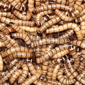 100 - Animal Specialties Brand - Live Superworms Kingworms