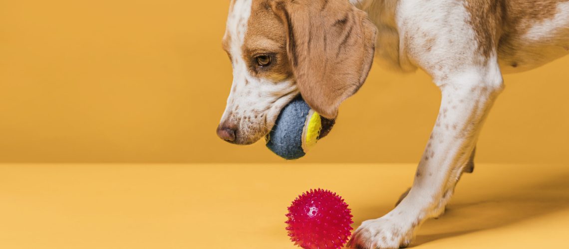 beagle playing with balls on yellow background