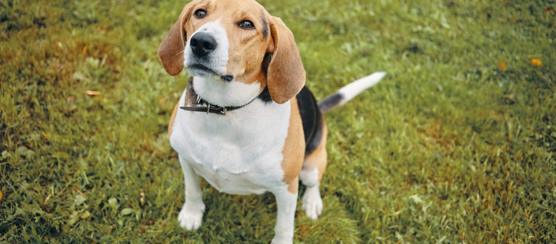 Isolated top view picture of cute beagle dog playing on green grass outdoors in park on sunny day, looking up attentively, waiting for command from its owner. Adorable tricolor puppy on walk