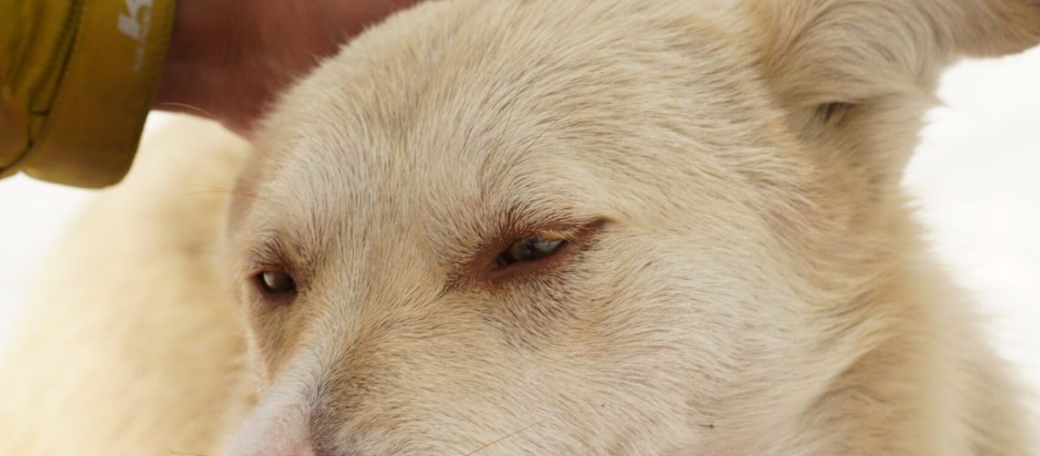 pexels-imad-clicks-11129238