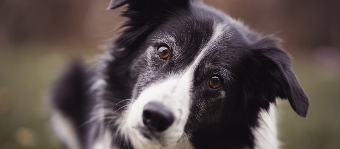 pexels-photo-3523317