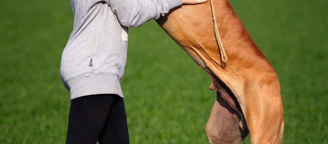 pexels-pixabay-532310-Copy