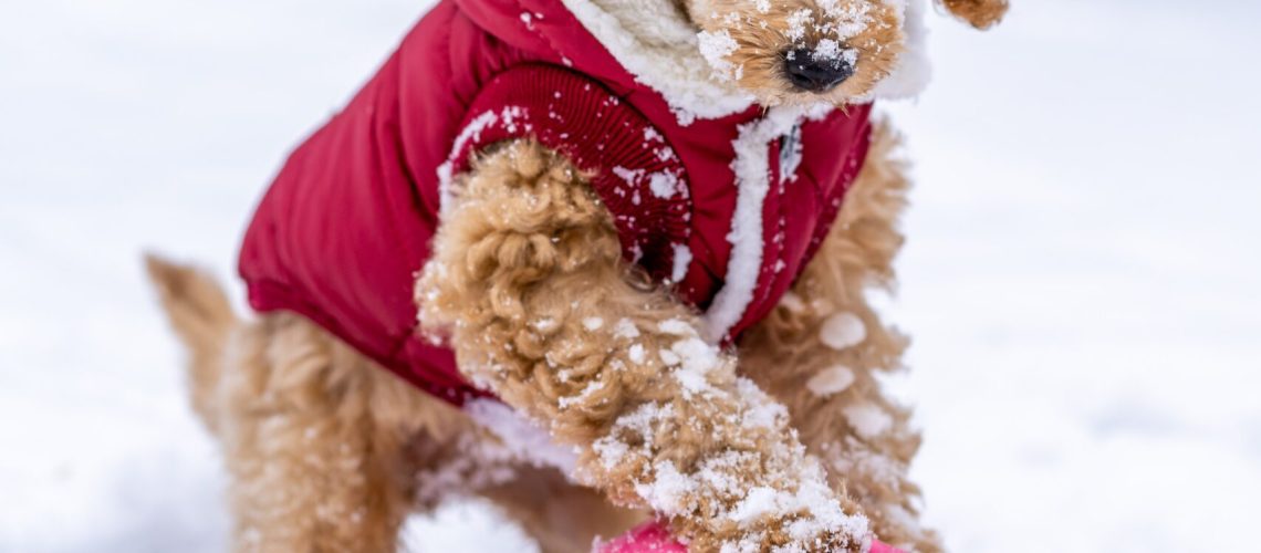 pexels-skyler-ewing-4597757