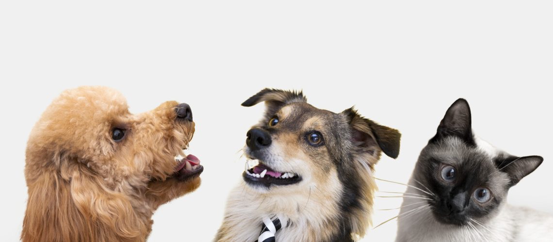 Treat your pet with love – PupzCorner shows a happy poodle, stylish dog in a tie, and a curious Siamese cat enjoying their time together.